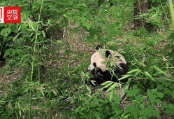 值此世界环境日之际，请查收这封来自中国“国宝”大熊猫的邀请函