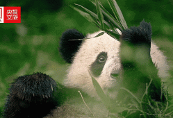 值此世界环境日之际，请查收这封来自中国“国宝”大熊猫的邀请函