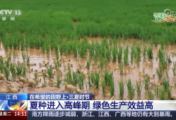 绿色生产、科技护航 夏收季田间地头粮食丰收果实飘香