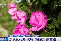 沙漠变花海 长出玫瑰“长”出新业态 生态环境改善带给群众实实在在的获得感