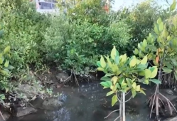 从滩涂到绿洲！中企助力印尼红树林新生 为可持续发展贡献中国力量