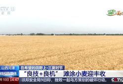绿色生产、科技护航 夏收季田间地头粮食丰收果实飘香