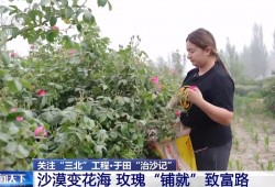 “点沙成金” 玫瑰征服塔克拉玛干 村民日入千元