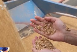 夏粮收购进行时 今年新麦有点香 价格稳中有升有保障