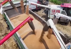 农业“大脑”护航“三夏”跑出加速度 紧盯产粮目标端牢中国人自己饭碗