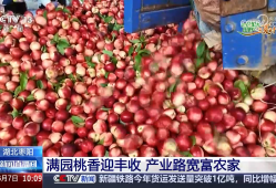 桃香满园、蓝莓压枝 麦熟时节水果也丰收 产业路宽富农家