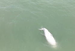 生态保护向“智”向“新” 白海豚有了高科技“保镖”