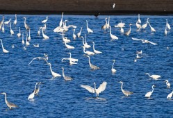 万物“赴”苏竞自由——解码人与自然和谐共生的“江苏样本”