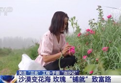 沙漠变花海 长出玫瑰“长”出新业态 生态环境改善带给群众实实在在的获得感