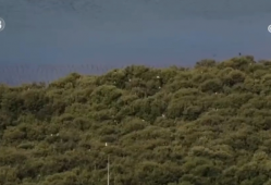 从滩涂到绿洲！中企助力印尼红树林新生 为可持续发展贡献中国力量