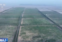 “点沙成金” 玫瑰征服塔克拉玛干 村民日入千元