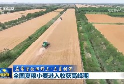 【在希望的田野上·三夏时节】全国夏粮小麦进入收获高峰期