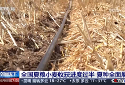 共享晒粮点、快速烘干 、24小时为农服务 各地推出暖心举措服务夏收