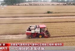 气象预报加上数字化监测 小麦“颗粒归仓”有了“最强大脑”