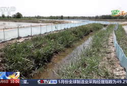 三夏抢收抢种忙：小麦机收 良种良机助增产 水稻种植 智慧种田促增收