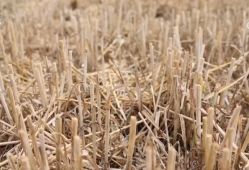 90秒解锁秸秆“点草成金，变废为宝” 科普“三夏”新知↓