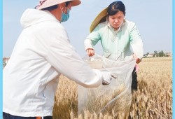 科技小院如何助农惠农？