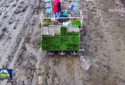 【在希望的田野上·三夏时节】全国夏粮小麦收获进度过半